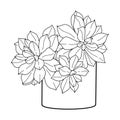 Beautiful three succulents in a cylindrical pot on a white background. Black and white vector illustration of succulent echeveria.